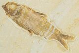 Limestone with Two Fossil Fish (Knightia) - Wyoming #354042-1